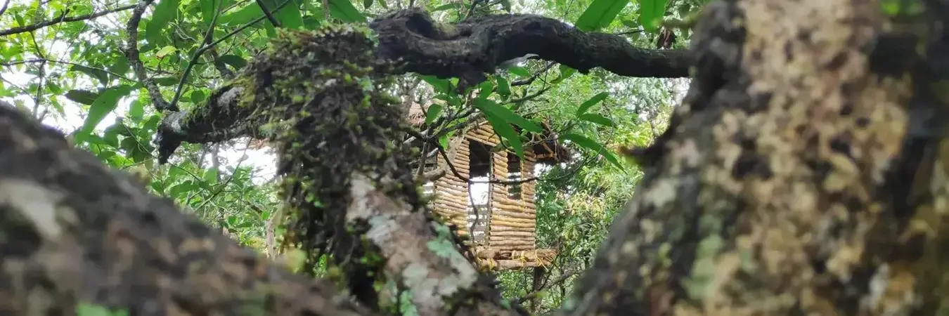 Treehouse cottage structure nestled among mossy forest tree branches at Thanal Farm Stay Vagamon