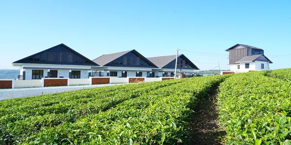 Scenic pathway through green tea plantations leading to resort cottages at The Felmel Resort Vagamon