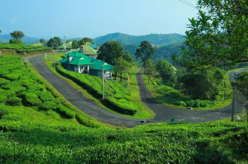 Winding paved driveway through tea plantations leading to Orion County Vagamon resort