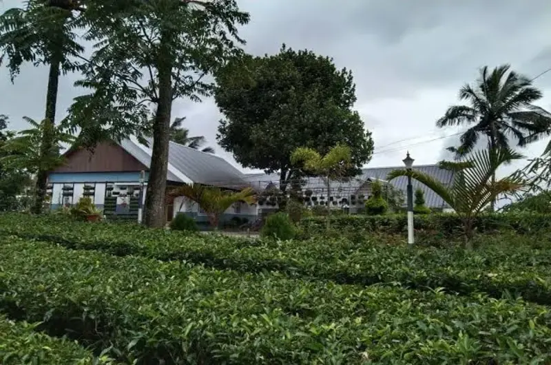 Scenic view of villa accommodations nestled amidst lush coconut trees and greenery at Eagle Rock Holiday Villas