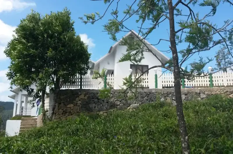 Scenic view of lush green pine trees and surrounding hills at Pine View Homestay Vagamon