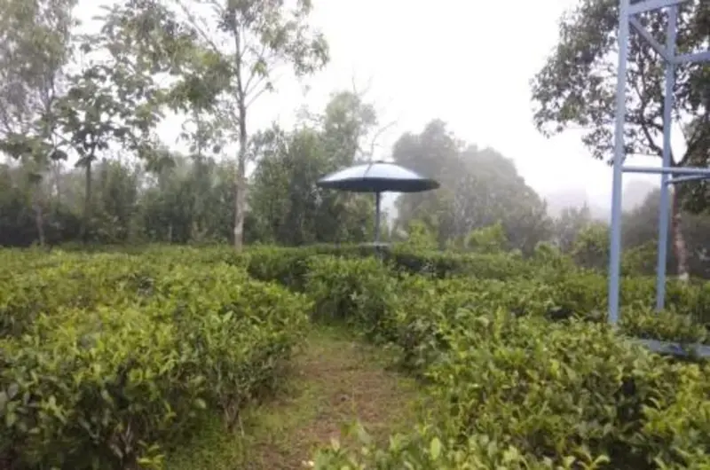 Garden pathway winding through green tea plantations and misty hills at Thanal Farm Stay Vagamon
