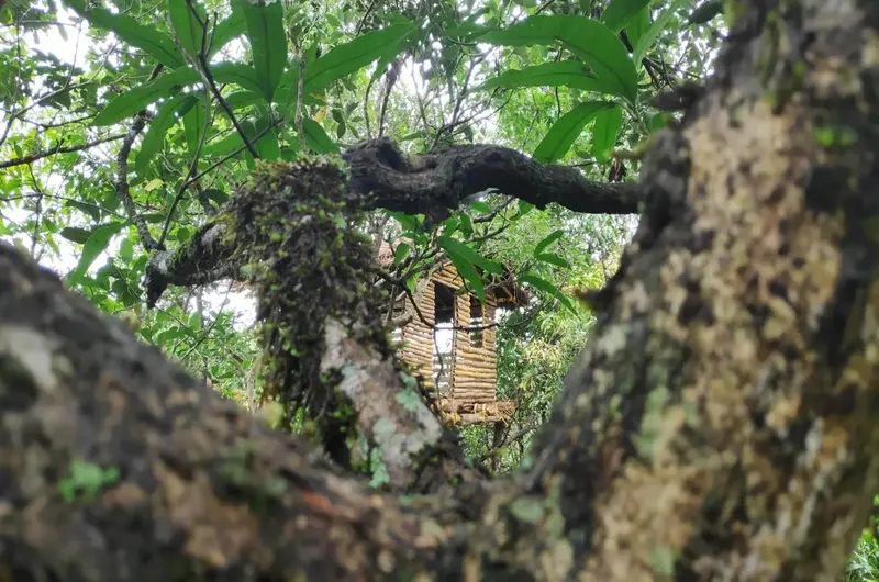 Rustic wooden treehouse cottage structure built amidst forest trees at Thanal Farm Stay Vagamon