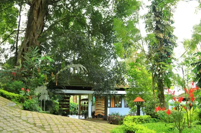 Cottage stay surrounded by tall pine trees at Pine Clough Resort Vagamon