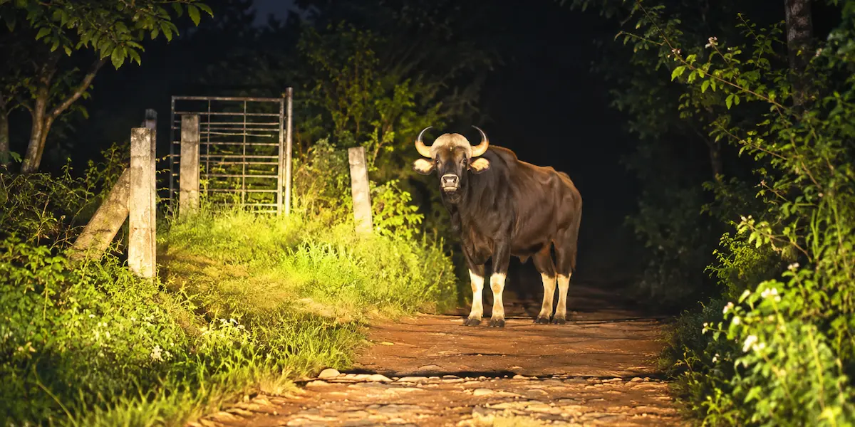 A wild gaur (Indian bison) standing along a wooded trail near Vedikkuzhi in Vagamon, Kerala.