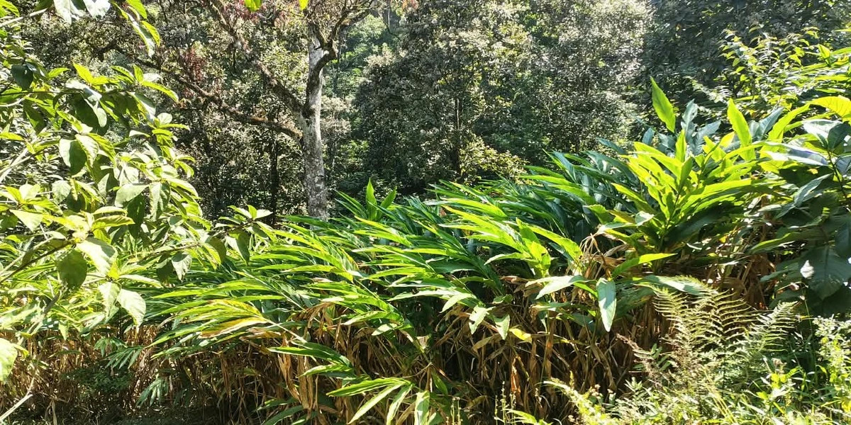 Lush green tea plantation estate on rolling hills in Kerala