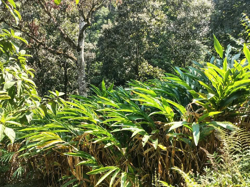 Scenic view of tea garden rows and greenery on hillside plantation