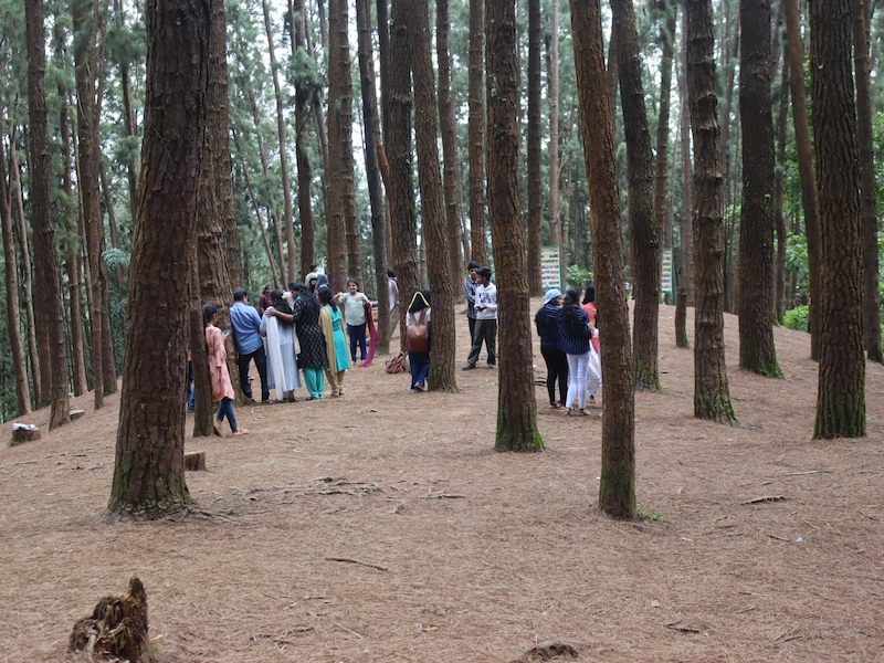 Visitors exploring the tall pine tree grove and natural woodland terrain at Vagamon Pine Forest