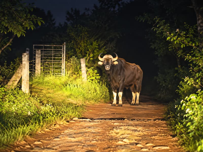 A wild gaur spotted in a plantation near Vagamon, posing a safety advisory for visitors and locals.