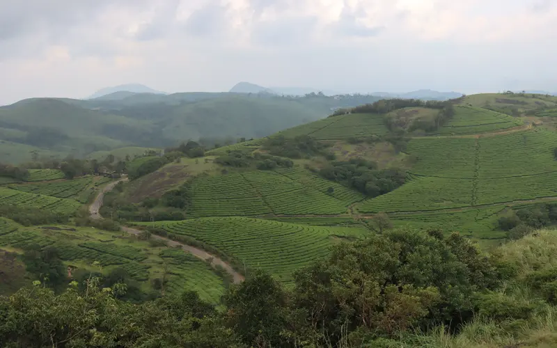 Scenic rolling green hills and tea plantation landscapes in Vagamon Kerala