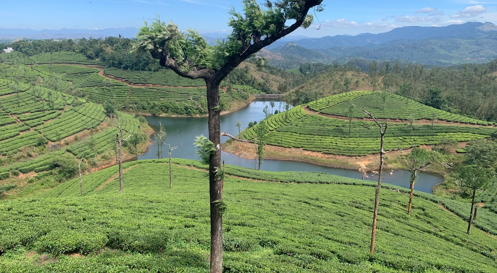 Rolling green tea plantation gardens on misty hills in Wayanad Kerala